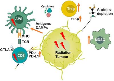 The Research Progress of PD-1/PD-L1 Inhibitors Enhancing Radiotherapy Efficacy